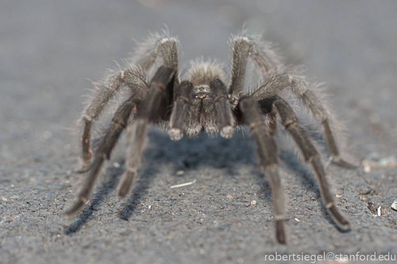 tarantula eye to eye